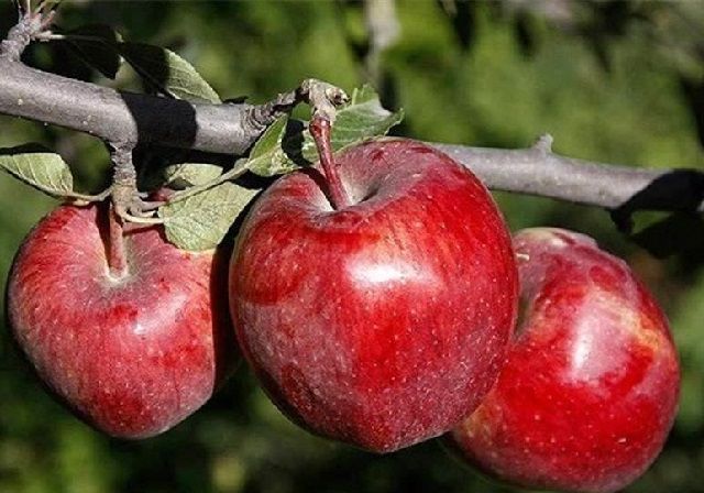قیمت سیب درختی